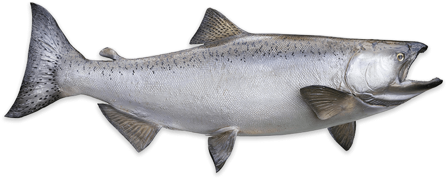 Lake Michigan Chinook (King) Salmon fishing charters