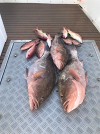 Chinook Salmon and Lake Trout Fishing