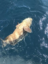 Large Chinook Salmon on the line outside of Milwaukee