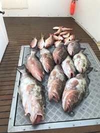 Fishing charter in Milwaukee
