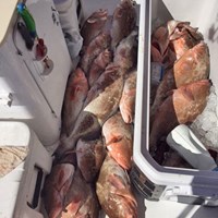 Chinook Salmon Bag Limit Met After Milwaukee Great Lakes Fishing Charter