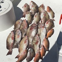 Four Man Bag Limit on Chinook Salmon After Milwaukee Great Lakes Charter