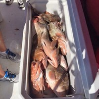 Cooler Full of Red and Chinook Salmon