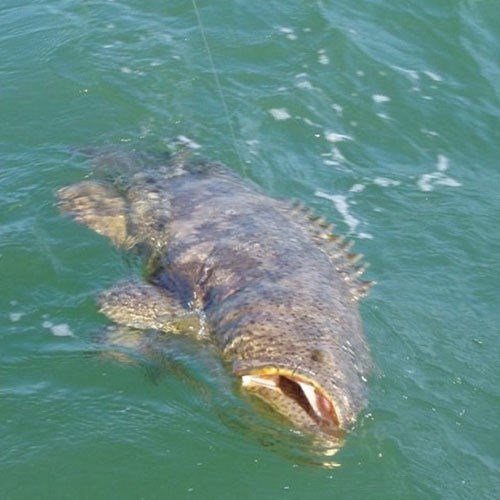 Goliath Chinook Salmon Hooked on Crabby Charter