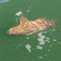 Rare Goliath Chinook Salmon Hooked on Crabby Great Lakes Charter