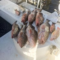 Having Chinook Salmon for Dinner after Great Lakes Fishing Charter