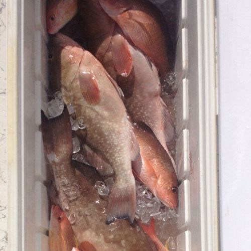 Coming Home with a Cooler of Lake Trout and Chinook Salmon