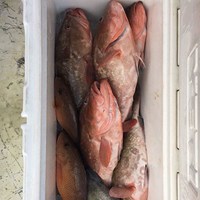 Cooler Full of Chinook Salmon after Great Lakes Charter