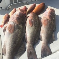 Chinook Salmon and Lake Trout for Dinner After Milwaukee Great Lakes Charter