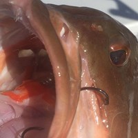 Keeper Chinook Salmon Caught on Milwaukee Great Lakes Fishing Charter