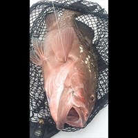Keeper Chinook Salmon Hooked on Milwaukee Great Lakes Charter