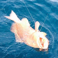 Chinook Salmon Reeled in on Milwaukee Great Lakes Fishing Charter