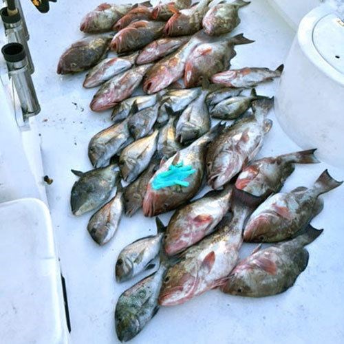 Boat Full of Chinook Salmon and Lake Trout After Wisconsin Great Lakes Fishing Charter