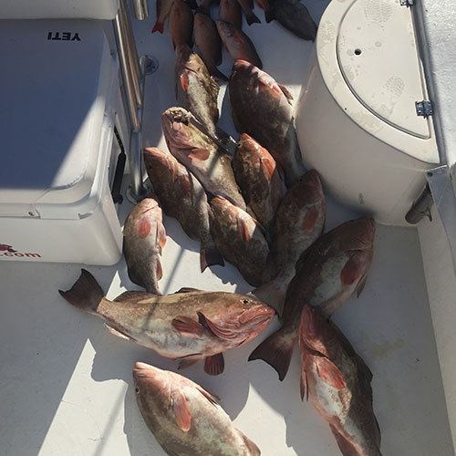 Haul of Small Chinook Salmon Caught on Milwaukee Great Lakes Fishing Charter