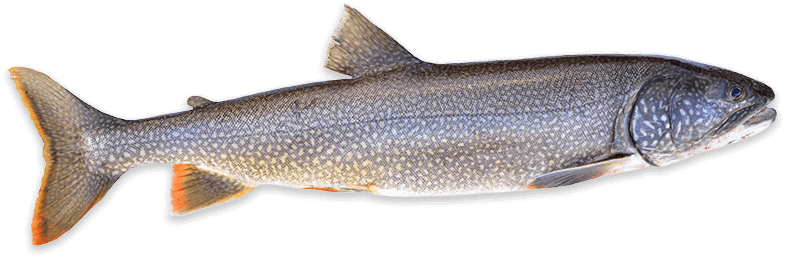 Lake Michigan Lake Trout Fishing Charter in Milwaukee, WI