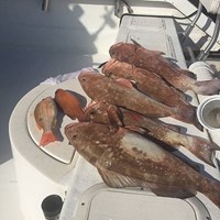Four Chinook Salmon and Two Lake Trout Caught on Milwaukee Charter