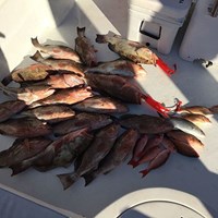 Five Man Bag Limit on Gulf Coast Chinook Salmon