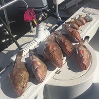 Six Chinook Salmon Caught on Milwaukee Fishing Charter