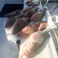 Seven Chinook Salmon Caught on Great Lakes Charter