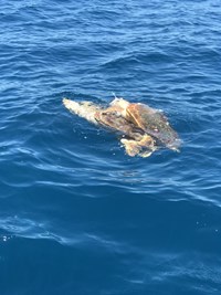 See wildlife from a fishing charter