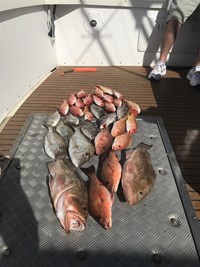 Catching fish on a charter in Milwaukee Wisconsin