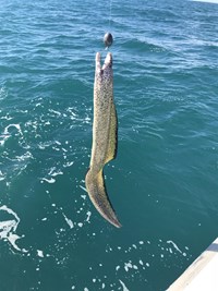 Fish Caught on a Crabby Charter near Milwaukee