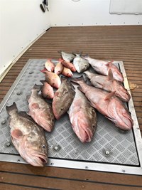 Rainbow Trouts caught on a charter near Milwaukee