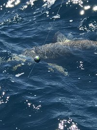 Fish Caught on a charter boat in Wisconsin