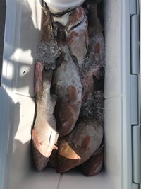 Daily Limit of Rainbow Trout Caught on Fishing Charter