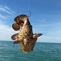 Fish Caught on Milwaukee Great Lakes Fishing Charter