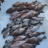 Chinook Salmon Lake Trout and More Caught on Milwaukee Fishing Trip