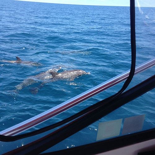 Aquatic Life Seen on Milwaukee Fishing Charter