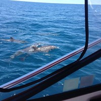 Aquatic Life Seen on Milwaukee Fishing Charter