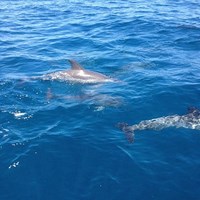 Aquatic Life Seen on Milwaukee Fishing Charter