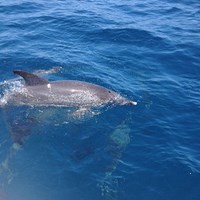 Aquatic Animals Seen on Wisconsin Fishing Charter