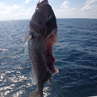 Lake Trout Eaten By Salmon on Milwaukee Fishing Charter