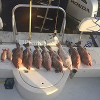Haul of Chinook Salmon Caught on Milwaukee Great Lakes Fishing Charter