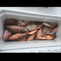Full Cooler After Day of Great Lakes Fishing in Wisconsin