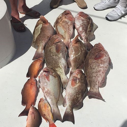 Two Man Bag Limit on Gulf Coast Chinook Salmon