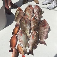 Two Man Bag Limit on Gulf Coast Chinook Salmon