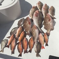 Gulf Coast Chinook Salmon Two Man Bag Limit
