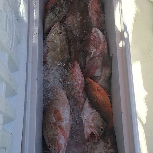 Cooler Full of Chinook Salmon Caught on Milwaukee Fishing Charter