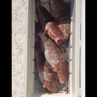 Second Cooler Full of Chinook Salmon Caught on Milwaukee Fishing Charter