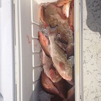 Chinook Salmon and Lake Trout Dinner