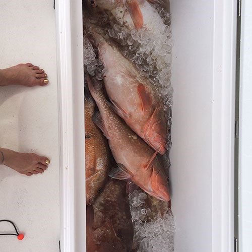 Cooler Full of Chinook Salmon Caught on Milwaukee Fishing Charter