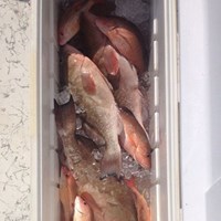 Cooler Full of Chinook Salmon Hooked on Milwaukee Fishing Charter