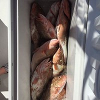Box of Chinook Salmon Caught on Milwaukee Fishing Charter