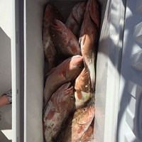 Box of Chinook Salmon Caught on Milwaukee Fishing Charter