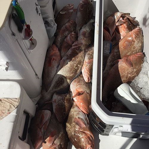 Overflowing Chinook Salmon Cooler