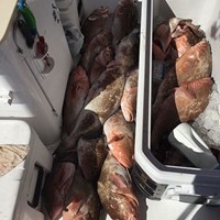 Overflowing Chinook Salmon Cooler